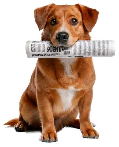 dog-news